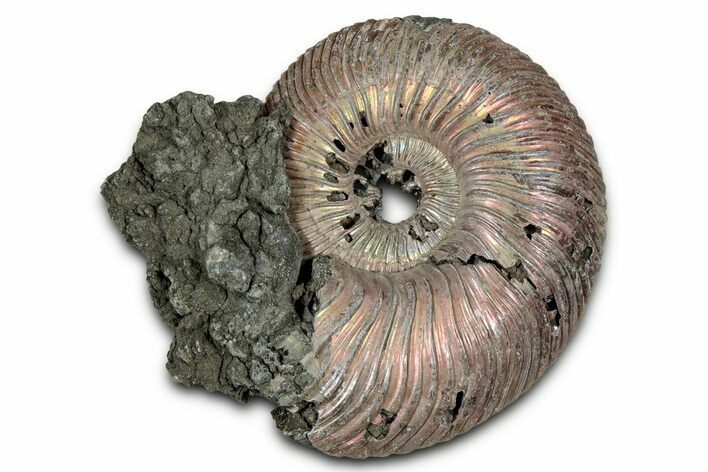 Iridescent, Pyritized Ammonite (Quenstedticeras) Fossil - Russia #336204